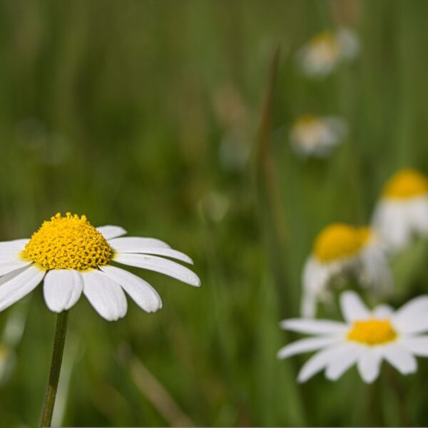 Presentación del libro Camino Medio